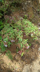 Monochaetum floribundum