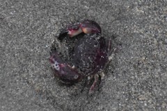 Pilumnoides perlatus