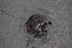 Pilumnoides perlatus