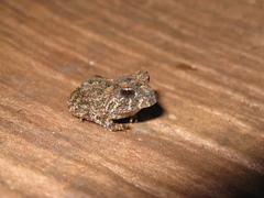 Proceratophrys concavitympanum