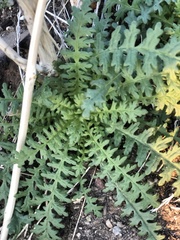 Emmenanthe penduliflora