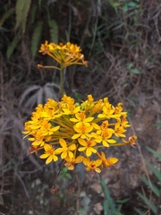 Epidendrum aura-usecheae