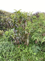 Miconia robinsoniana