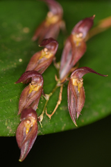 Pleurothallis rowleei