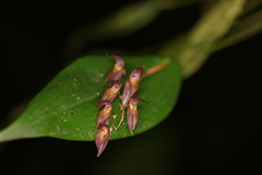 Pleurothallis rowleei