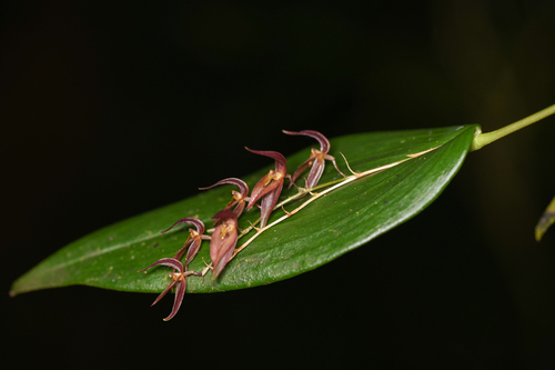 Pleurothallis rowleei