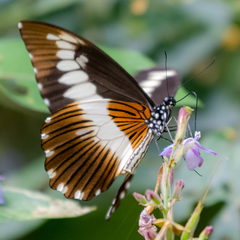 Papilio cyproeofila