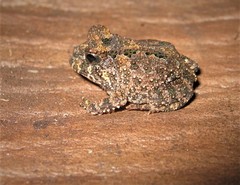Proceratophrys concavitympanum