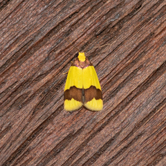 Heterallactis microchrysa