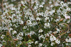 Baeckea imbricata