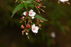 Monochaetum floribundum