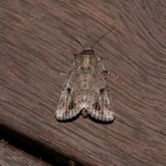 Spodoptera exempta