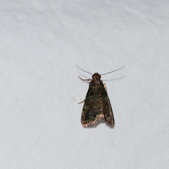 Orthaga atribasalis