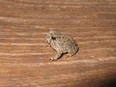 Proceratophrys concavitympanum