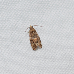 Lobesia transtrifera