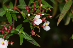 Monochaetum floribundum