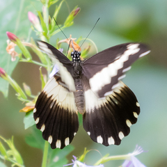 Papilio cyproeofila