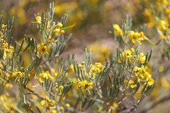 Senna artemisioides coriacea