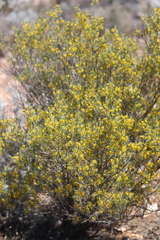 Senna artemisioides coriacea