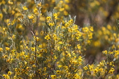 Senna artemisioides coriacea