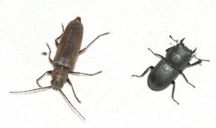 Arhopalus rusticus