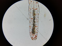 Aeolosoma