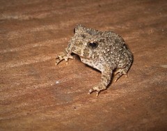 Proceratophrys concavitympanum