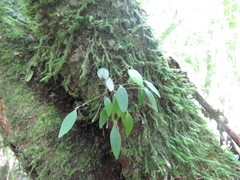 Lepanthes attenuata