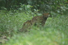 Pardofelis marmorata