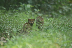 Pardofelis marmorata