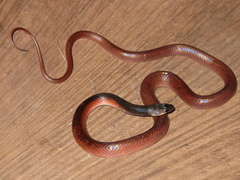 Pseudoboa nigra