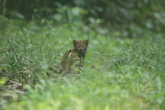 Pardofelis marmorata