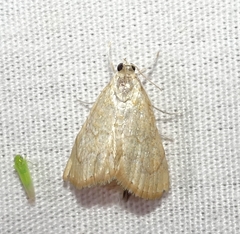 Glaphyriinae