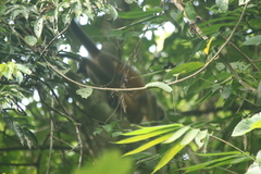 Trachypithecus pileatus