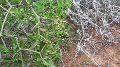 Carissa haematocarpa