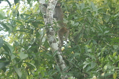 Macaca assamensis
