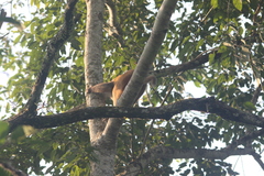 Macaca assamensis