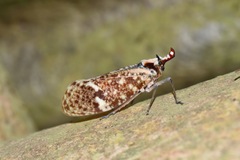 Phrictus moebiusi