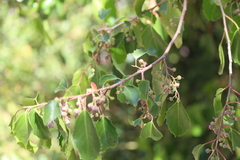 Azara petiolaris