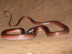 Pseudoboa nigra