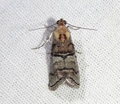 Pococera maritimalis