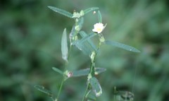 Sida hackettiana