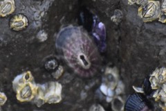 Fissurella limbata