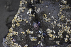 Fissurella limbata