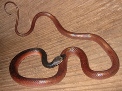 Pseudoboa nigra