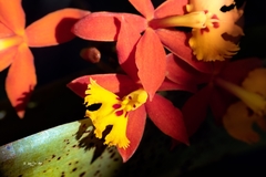 Epidendrum radicans