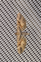 Eupithecia sinuosaria