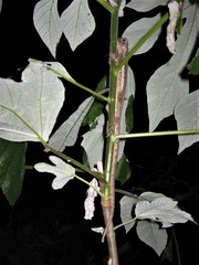 Uranoscodon superciliosus