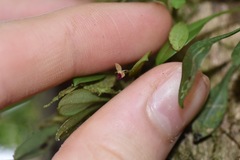 Platystele rhinocera