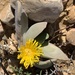 Glottiphyllum neilii - Photo (c) Collette Hurt, some rights reserved (CC BY-NC), uploaded by Collette Hurt